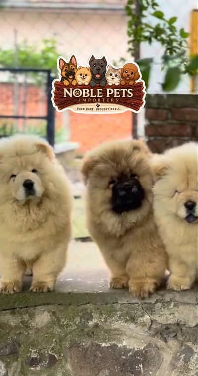 Chow chow pedigree with international passport puppies available here