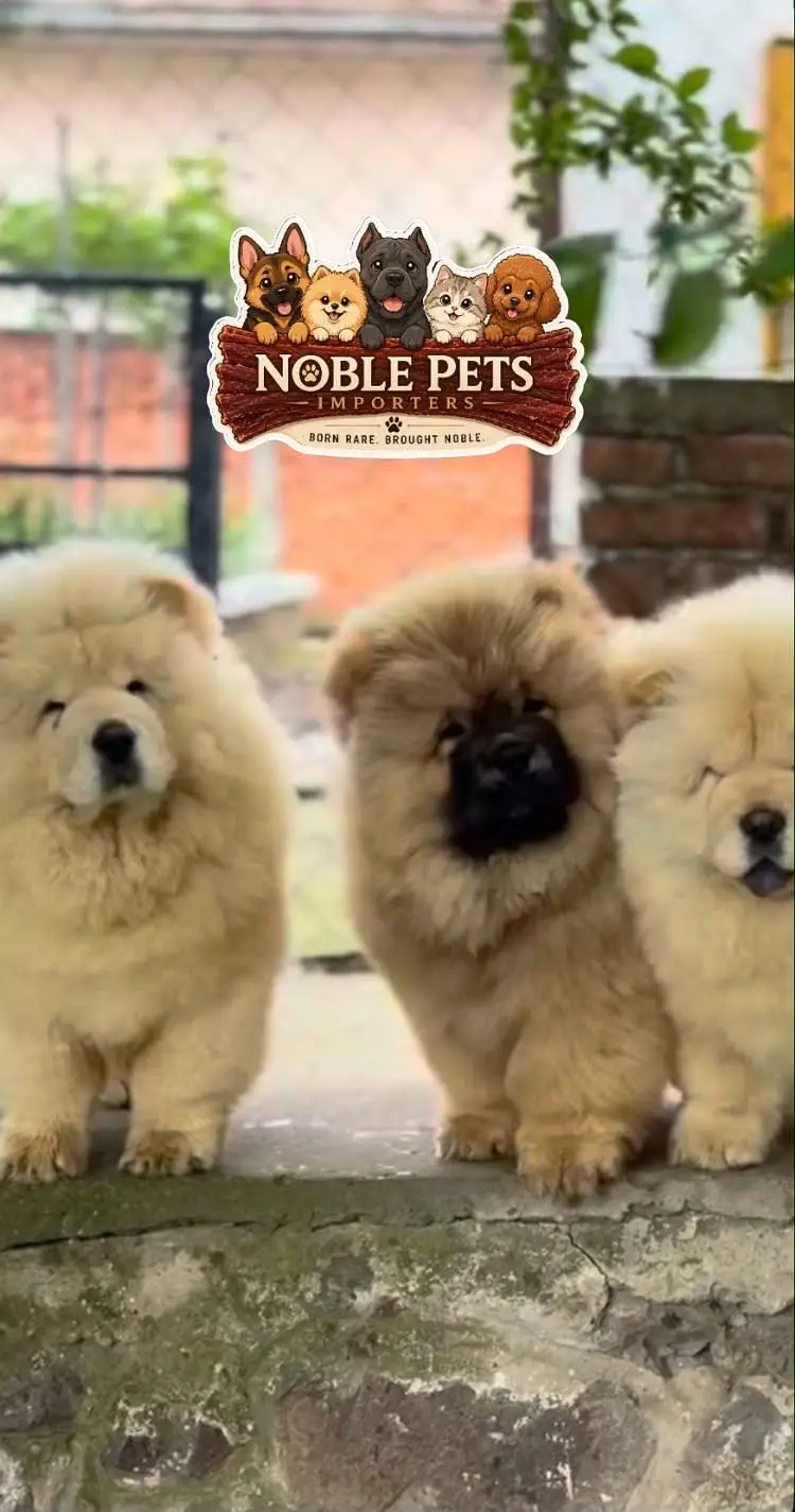Chow chow pedigree with international passport puppies available here — photo 2