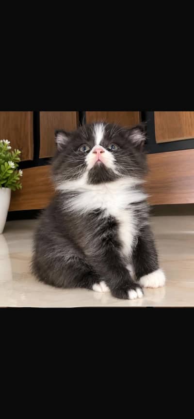 High quality male persian triple coat