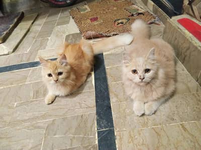 Persian cat