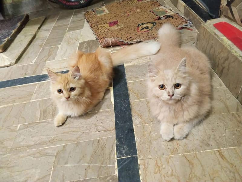 Persian cat 0