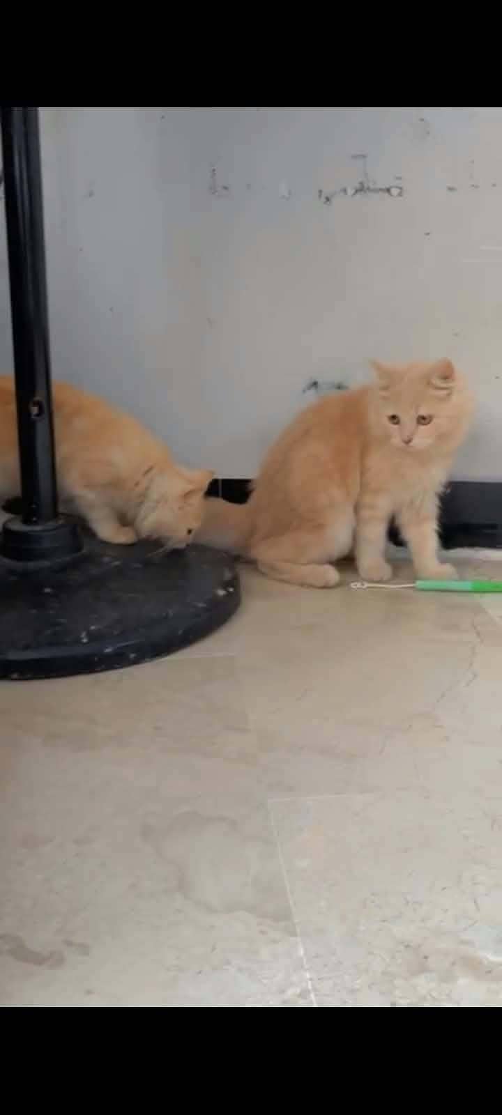 Persian cat 1