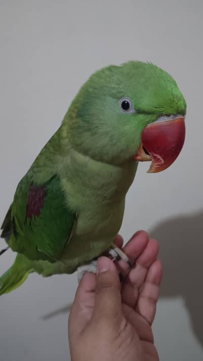 3 Years Old Hand-Tame Alexandrine Female Parrot For Sale