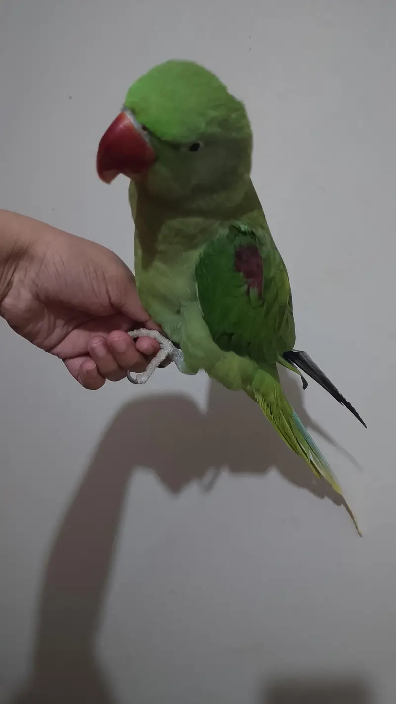 3 Years Old Hand-Tame Alexandrine Female Parrot For Sale — photo 2