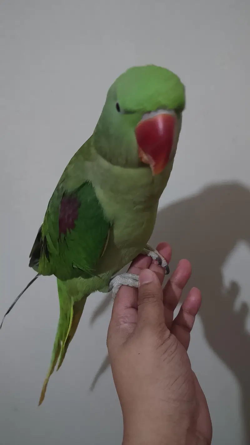 3 Years Old Hand-Tame Alexandrine Female Parrot For Sale — photo 3