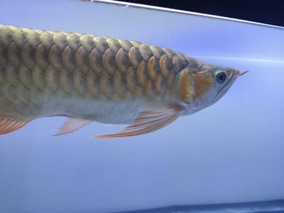 Beautiful Arowana Super Red
