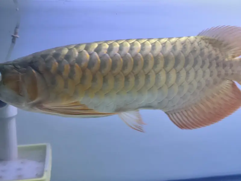 Beautiful Arowana Super Red — photo 2