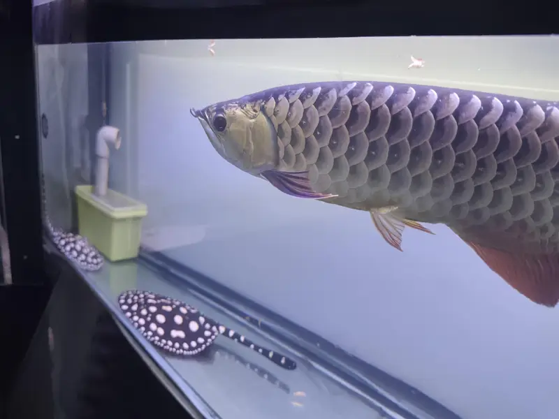 Beautiful Arowana Super Red — photo 3