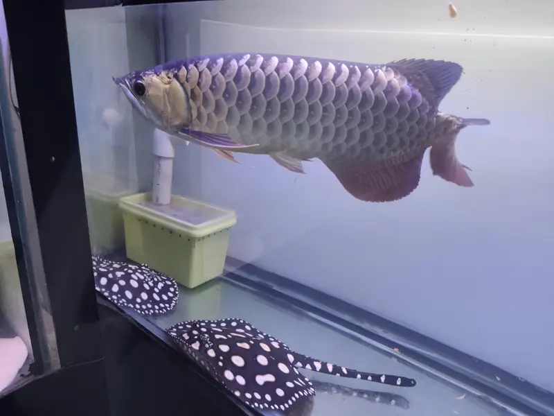 Beautiful Arowana Super Red — photo 4