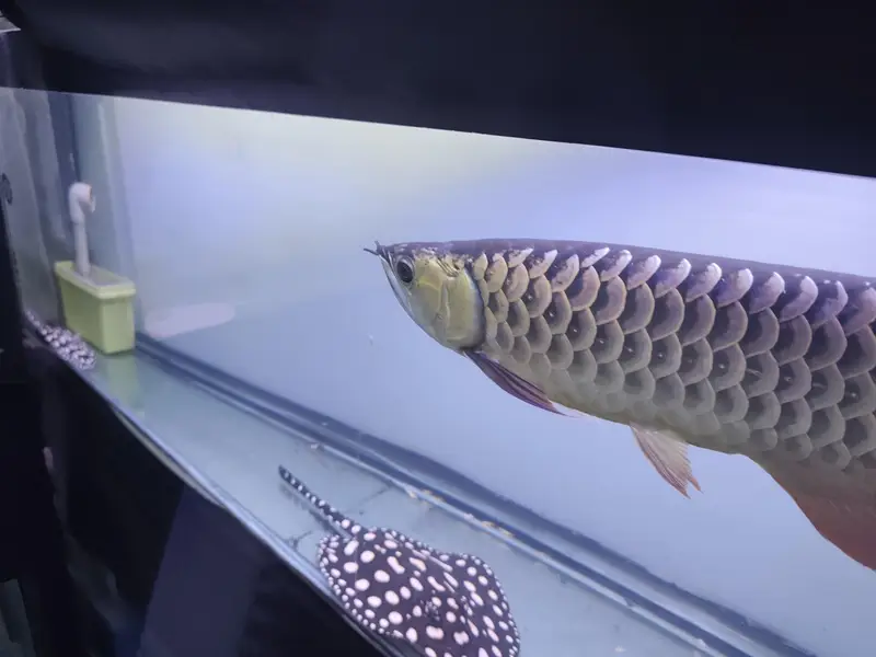 Beautiful Arowana Super Red — photo 5
