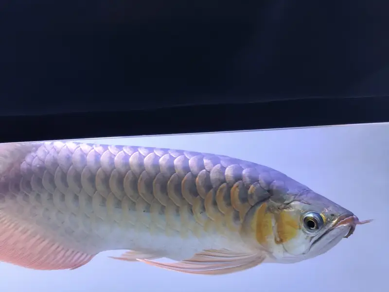 Beautiful Arowana Super Red — photo 6