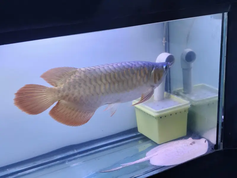 Beautiful Arowana Super Red — photo 7