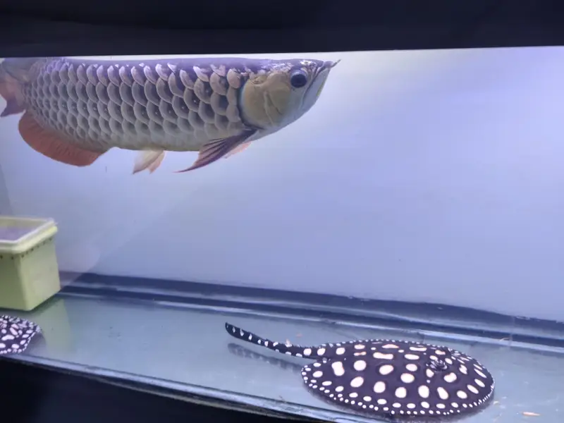 Beautiful Arowana Super Red — photo 8
