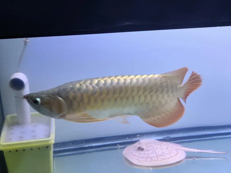 Beautiful Arowana Super Red — photo 9
