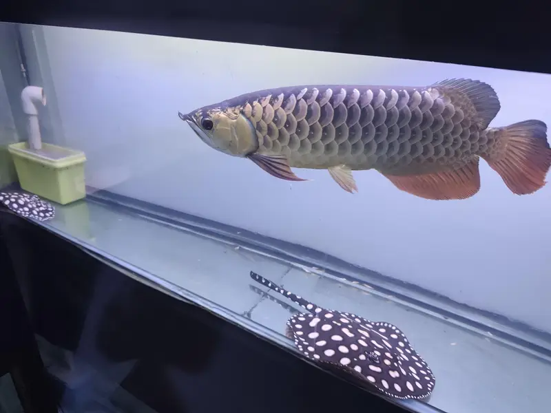 Beautiful Arowana Super Red — photo 10
