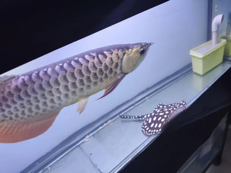 Beautiful Arowana Super Red — photo 11