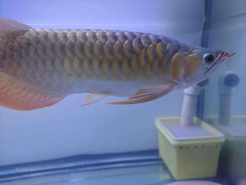 Beautiful Arowana Super Red — photo 12