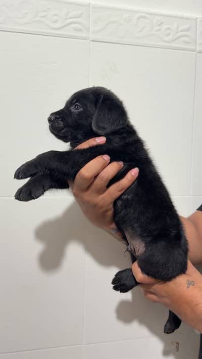 Labrador puppy Apple Head face