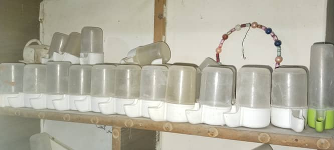 Birds water feeders