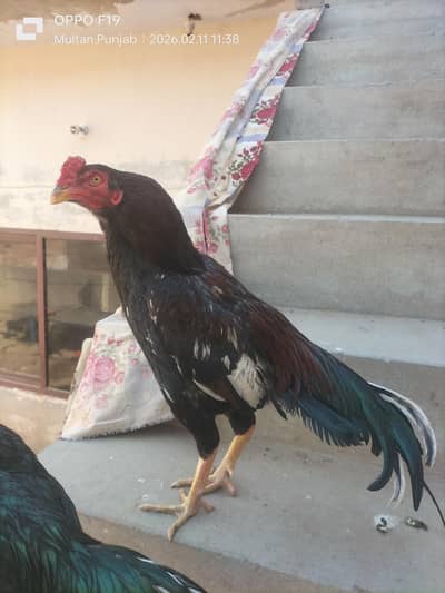 Ghar ka Aseel Patha for sale