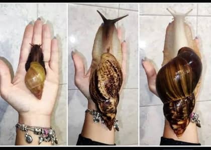 giant snail