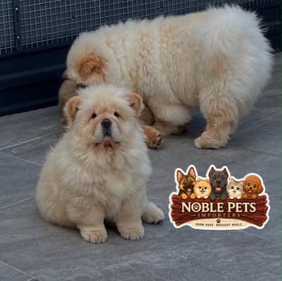 Chow Chow pedigree international passport puppies available for sale