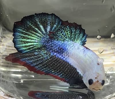 Betta/Fighter Fish Plakat, Veiltail, Spadetail & Dumbo Halfmoon | 500+