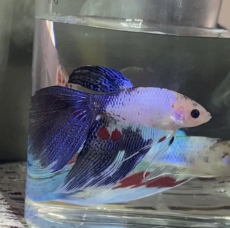 Betta/Fighter Fish Plakat, Veiltail, Spadetail & Dumbo Halfmoon | 500+ — photo 2