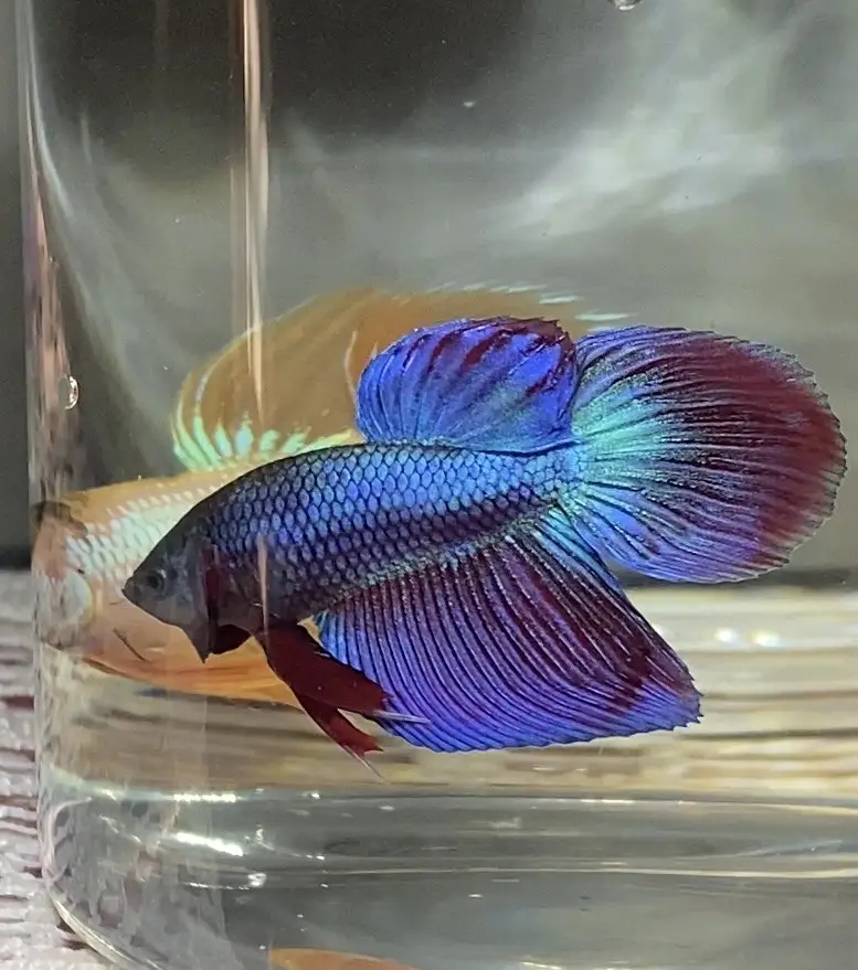 Betta/Fighter Fish Plakat, Veiltail, Spadetail & Dumbo Halfmoon | 500+ — photo 3