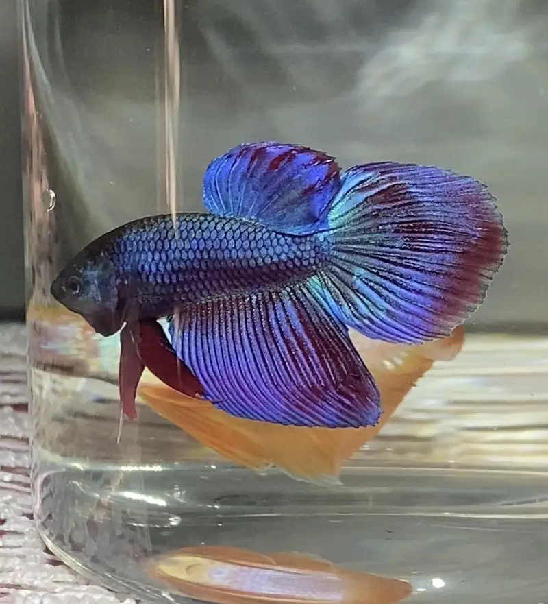 Betta/Fighter Fish Plakat, Veiltail, Spadetail & Dumbo Halfmoon | 500+ — photo 4