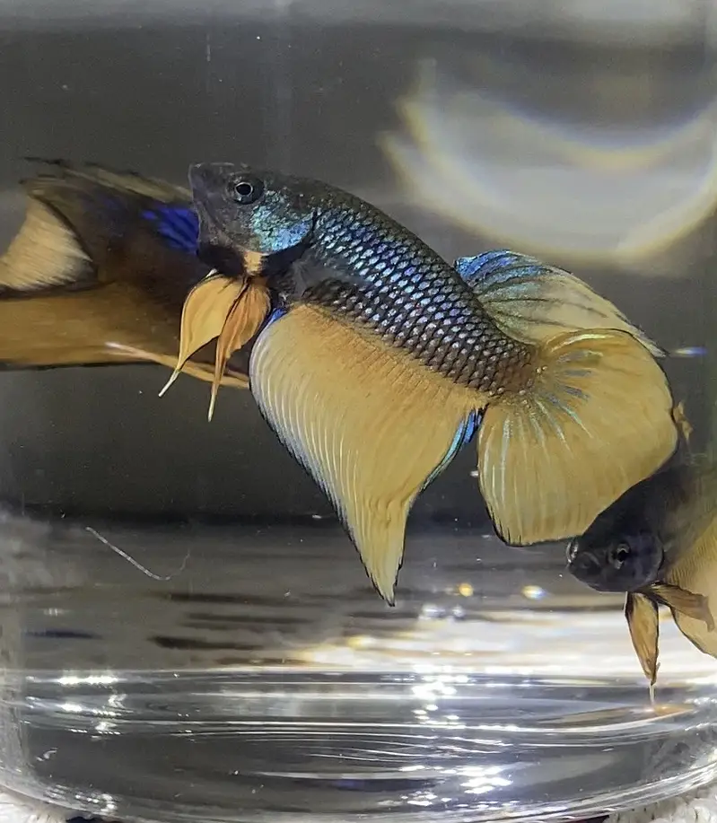 Betta/Fighter Fish Plakat, Veiltail, Spadetail & Dumbo Halfmoon | 500+ — photo 5