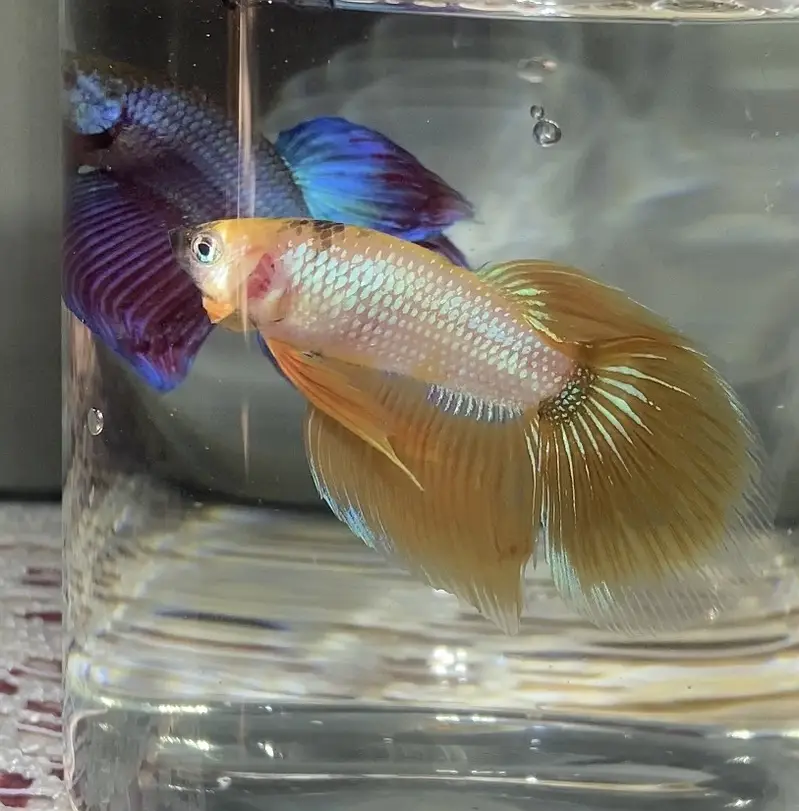 Betta/Fighter Fish Plakat, Veiltail, Spadetail & Dumbo Halfmoon | 500+ — photo 6