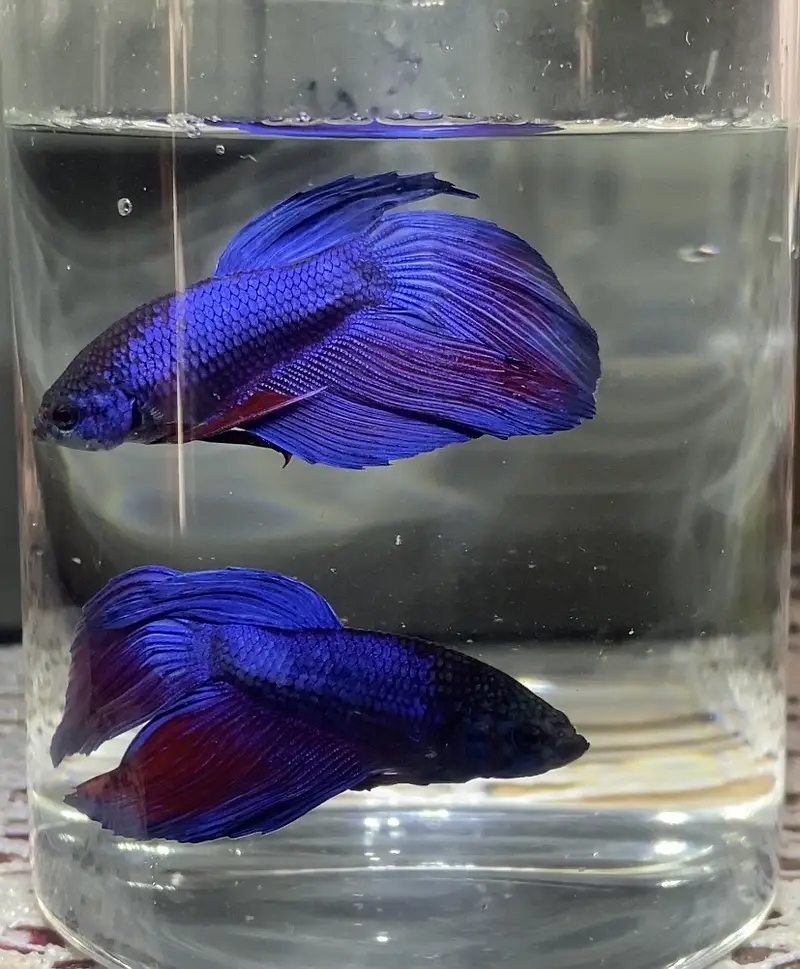Betta/Fighter Fish Plakat, Veiltail, Spadetail & Dumbo Halfmoon | 500+ — photo 7