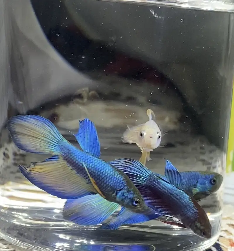 Betta/Fighter Fish Plakat, Veiltail, Spadetail & Dumbo Halfmoon | 500+ — photo 8