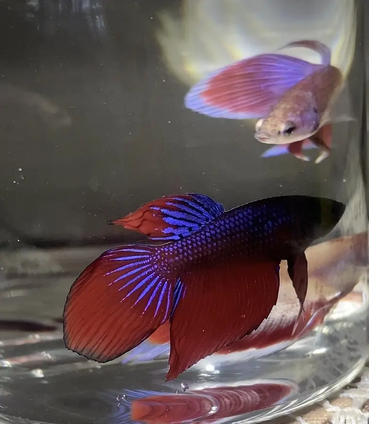 Betta/Fighter Fish Plakat, Veiltail, Spadetail & Dumbo Halfmoon | 500+ — photo 9