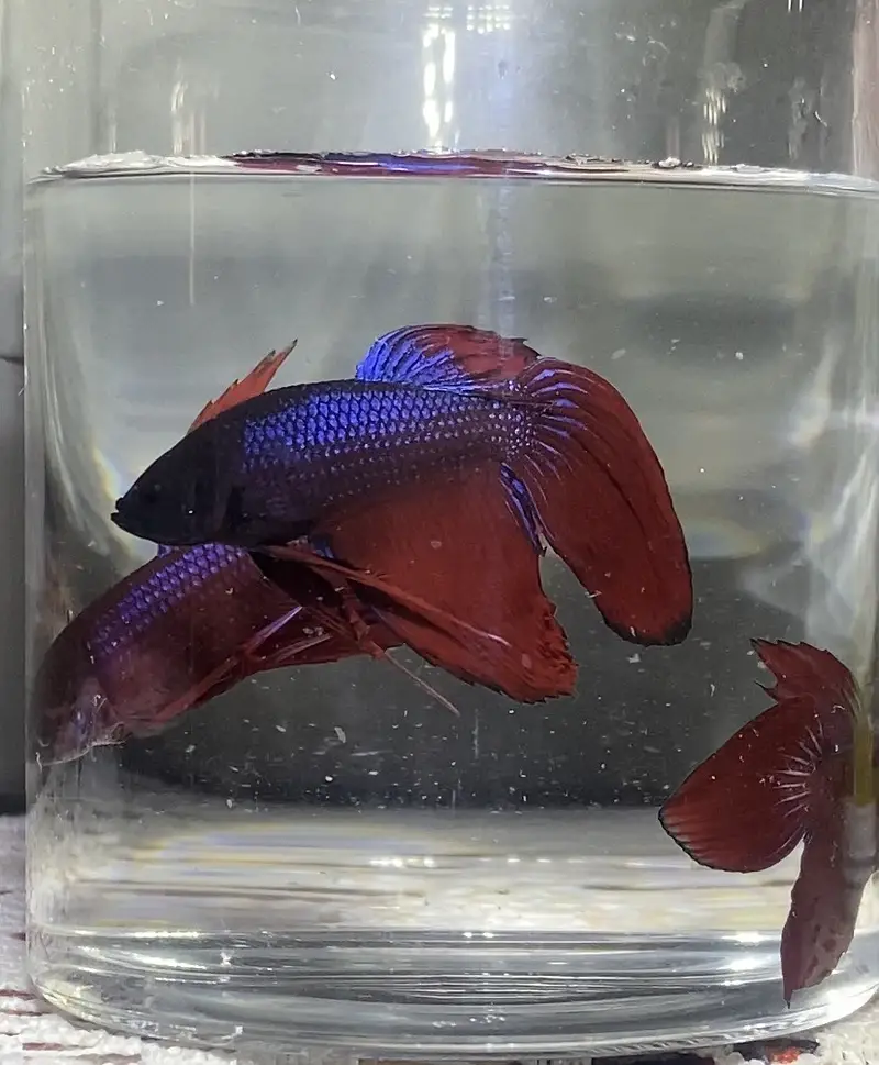 Betta/Fighter Fish Plakat, Veiltail, Spadetail & Dumbo Halfmoon | 500+ — photo 10
