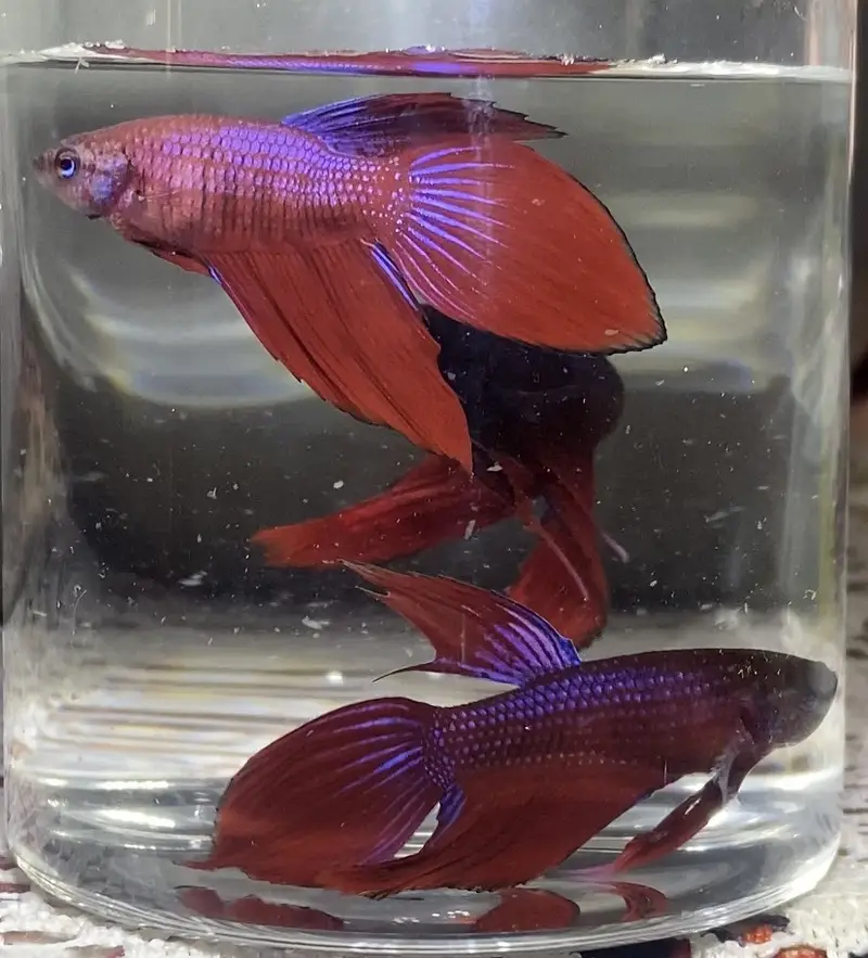 Betta/Fighter Fish Plakat, Veiltail, Spadetail & Dumbo Halfmoon | 500+ — photo 11