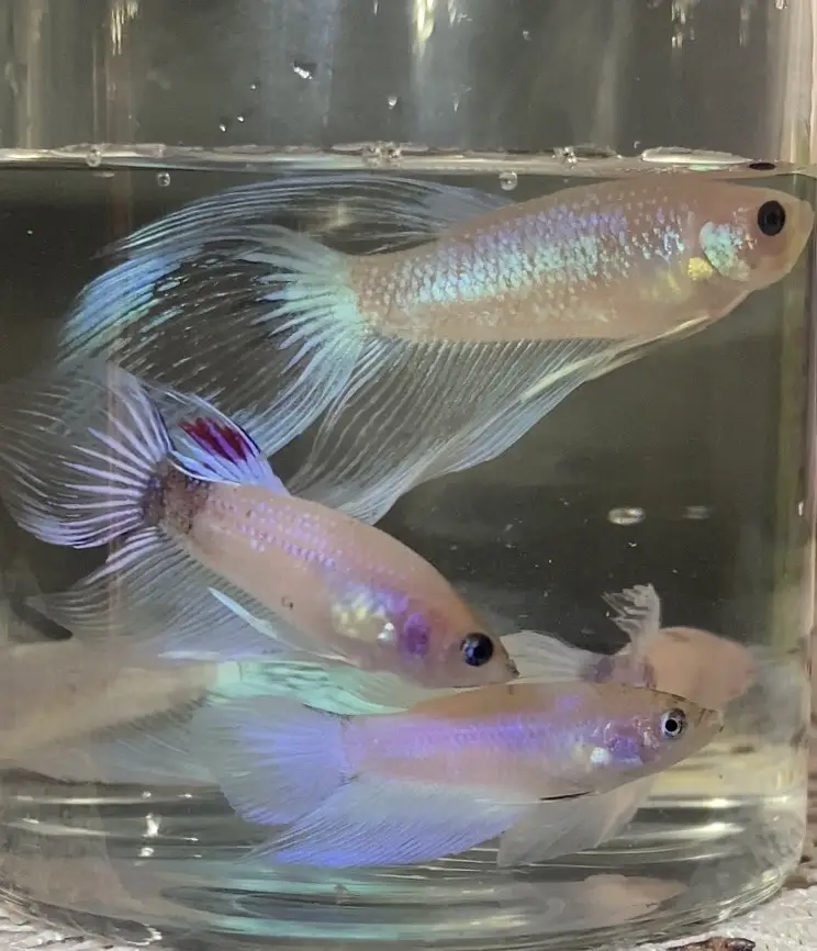 Betta/Fighter Fish Plakat, Veiltail, Spadetail & Dumbo Halfmoon | 500+ — photo 12