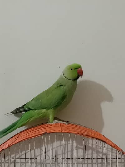 Green Parrot