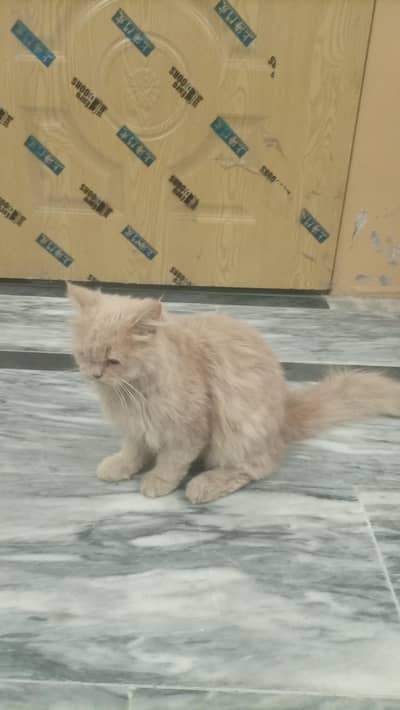PARSIAN CAT DOUBLE Cot