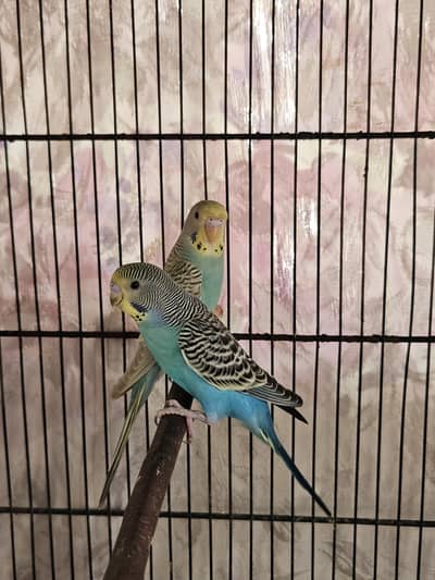 RAINBOW DUN WORKING BIRDS