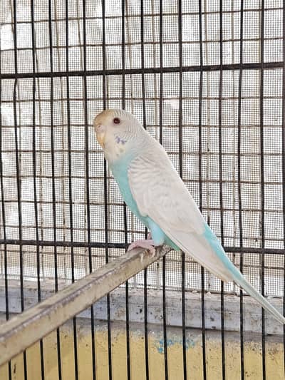 RAINBOW DUN WORKING BIRDS