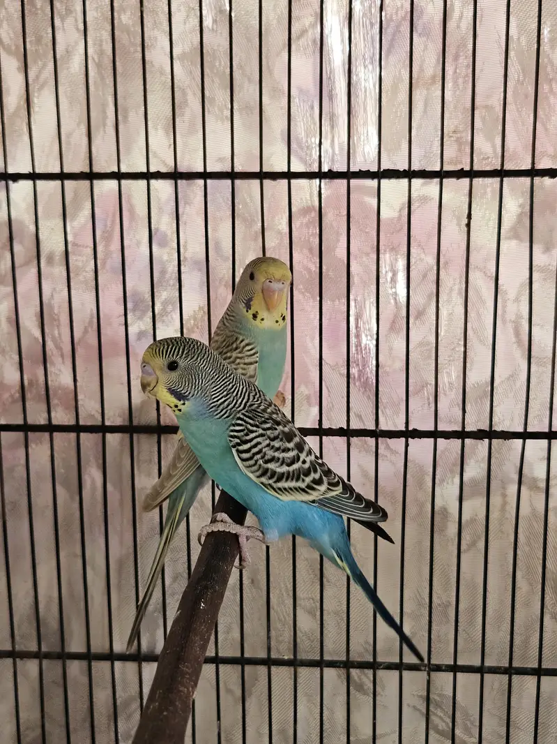 RAINBOW DUN WORKING BIRDS — photo 2