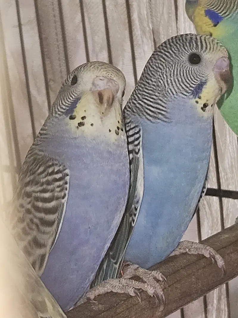 RAINBOW DUN WORKING BIRDS — photo 3