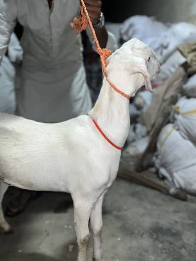 Rajanpuri Head to tail white 4 Months Age Paath