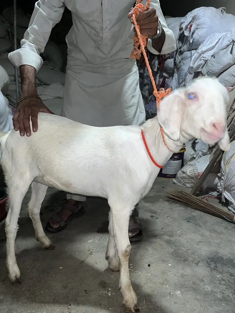 Rajanpuri Head to tail white 4 Months Age Paath — photo 2