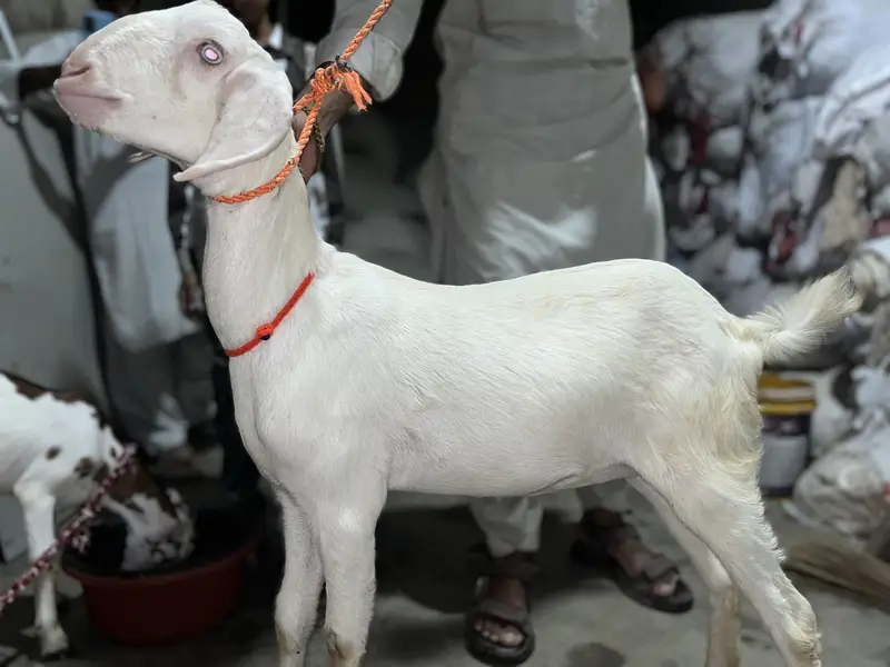 Rajanpuri Head to tail white 4 Months Age Paath — photo 3