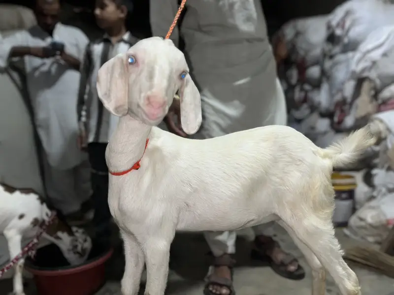 Rajanpuri Head to tail white 4 Months Age Paath — photo 4