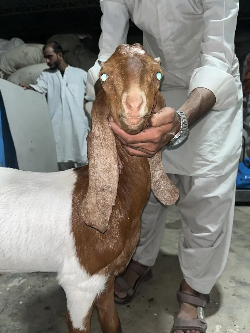 Abluck pateeri kamori 6 months age Paath vaccinated