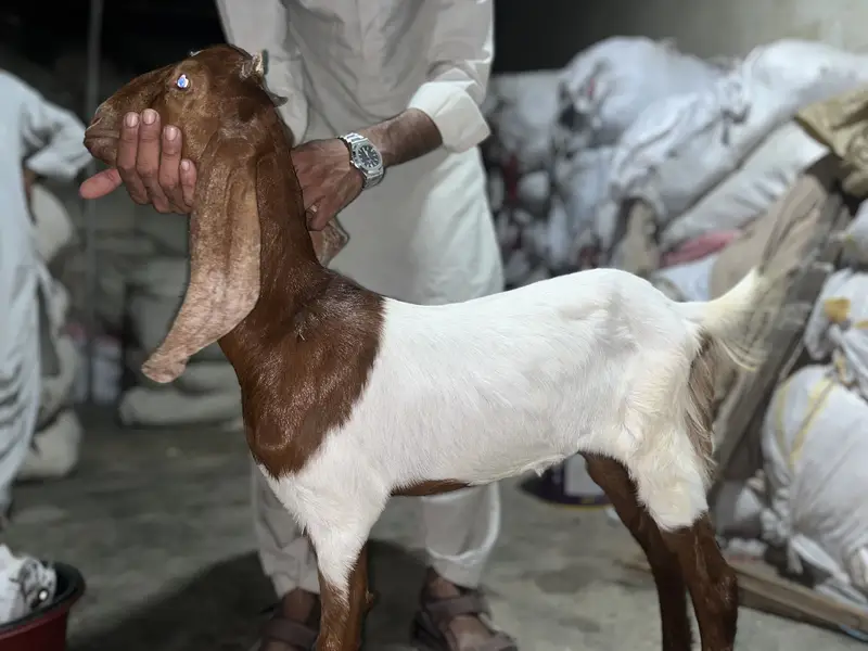 Abluck pateeri kamori 6 months age Paath vaccinated — photo 2